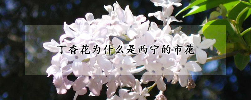 丁香花为什么是西宁的市花