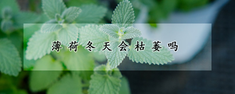 薄荷冬天会枯萎吗