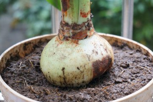 红色土壤适合种植什么