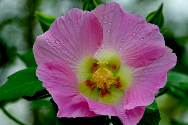 芙蓉花的花语和寓意,象征了什么