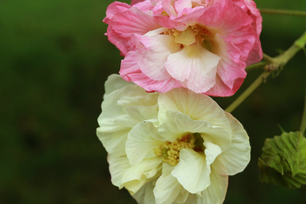 芙蓉花的花语和寓意,象征了什么