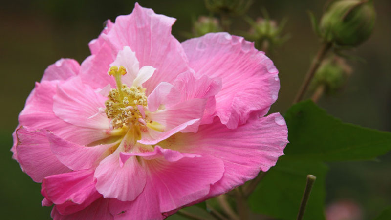 芙蓉花的花语和寓意,象征了什么