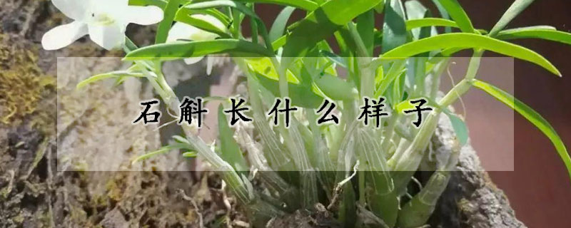 石斛长什么样子