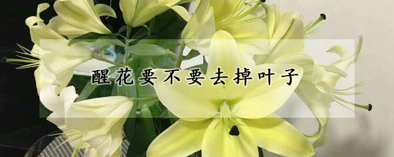 醒花要不要去掉叶子