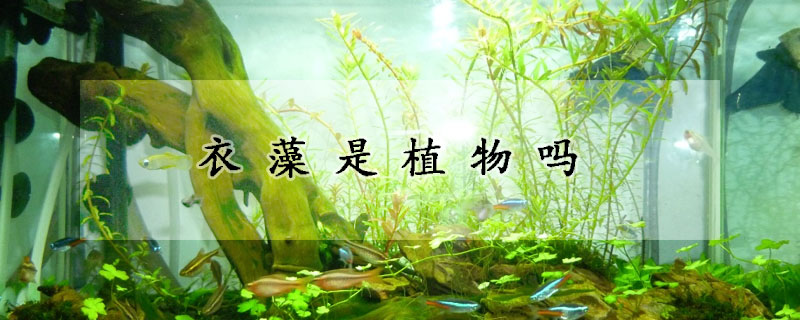 衣藻是植物吗