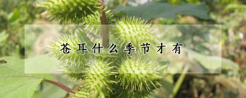 苍耳什么季节才有