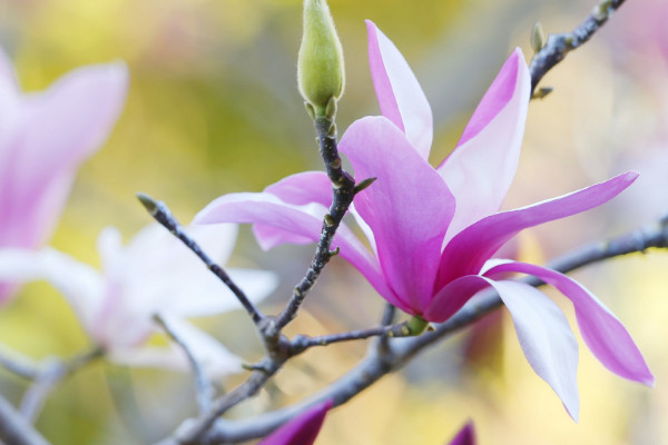 木兰花的花语和寓意,象征了什么