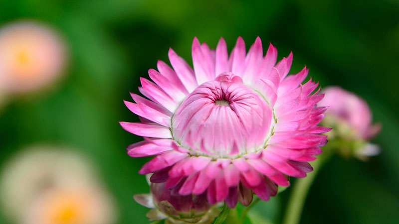 秋冬季节适合种什么花草