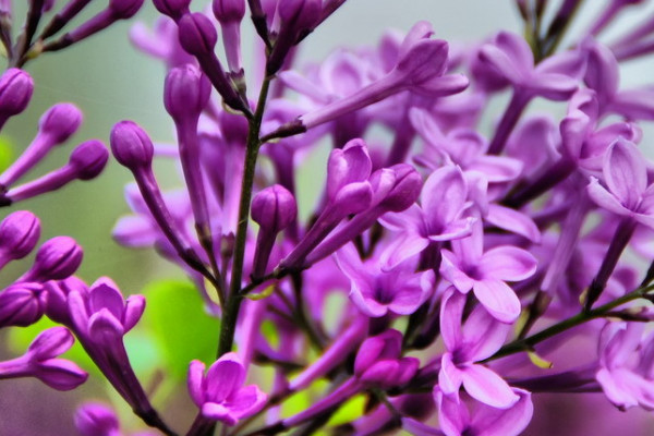 秋冬季节适合种什么花草