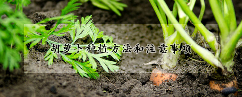 胡萝卜种植方法和注意事项