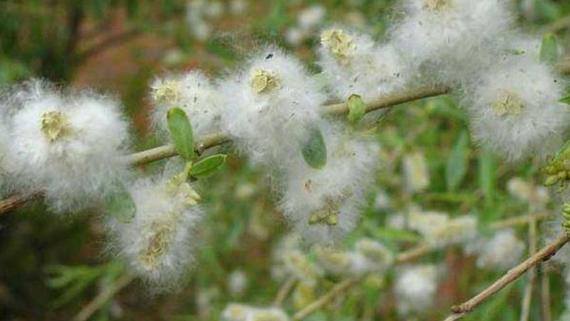 植物传播种子的办法