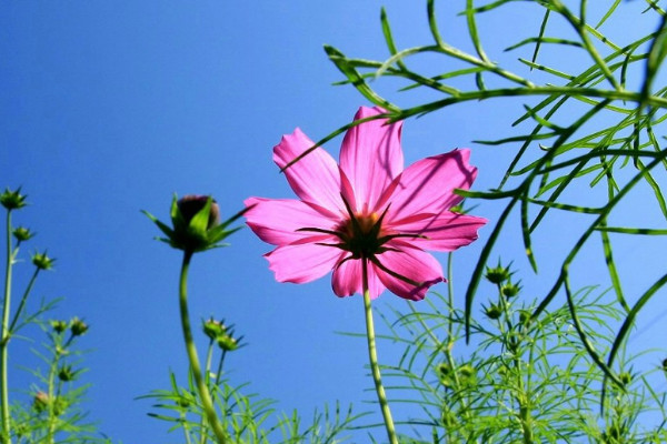 波斯菊的花语和寓意,象征了什么