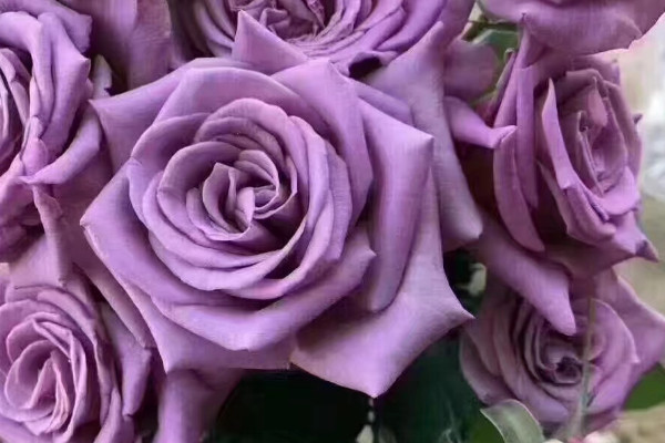 紫玫瑰花语 蓝色玫瑰的花语是什么意思