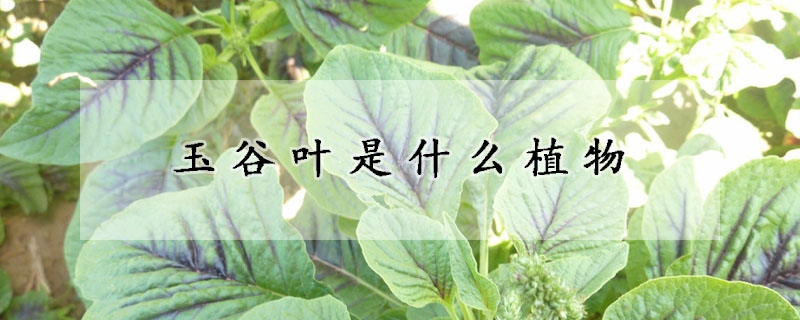 玉谷叶是什么植物