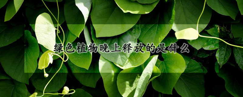 绿色植物晚上释放的是什么