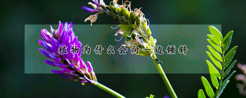 植物为什么会向一边倾斜