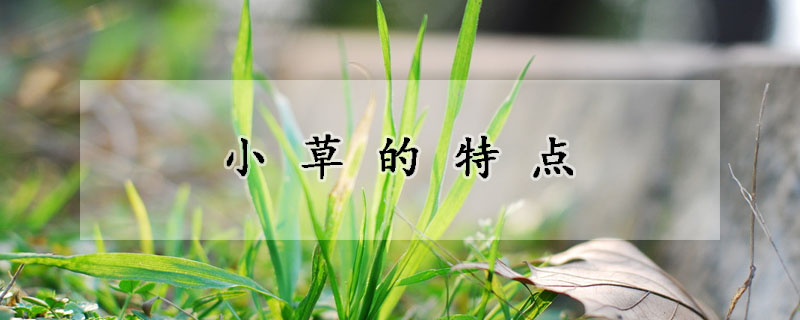 小草的特点