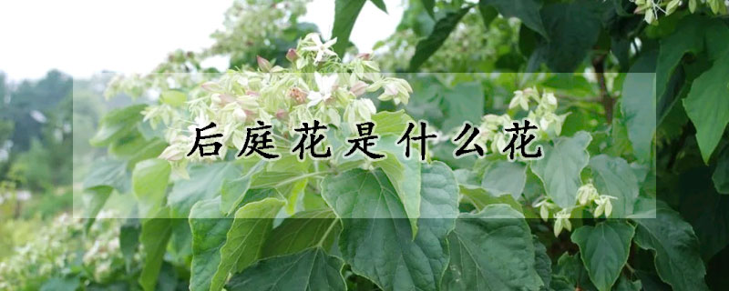 后庭花是什么花 发财农业网