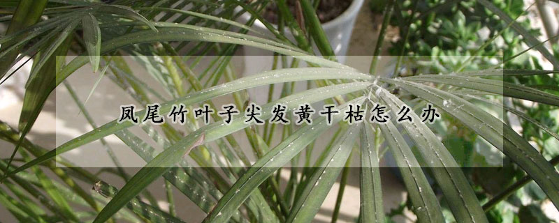 凤尾竹叶子尖发黄干枯怎么办