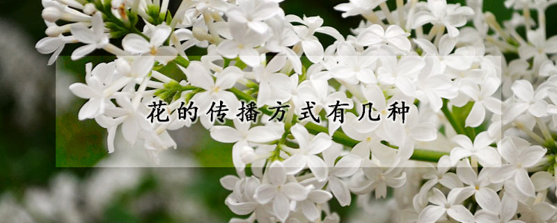 花的传播方式有几种