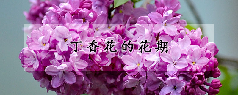 丁香花的花期