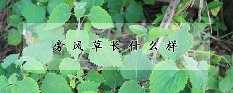 旁风草长什么样