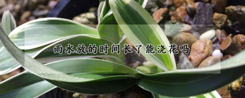 雨水放的时间长了能浇花吗