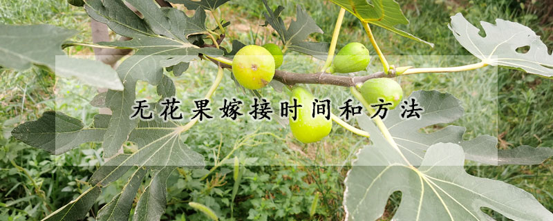 无花果嫁接时间和方法