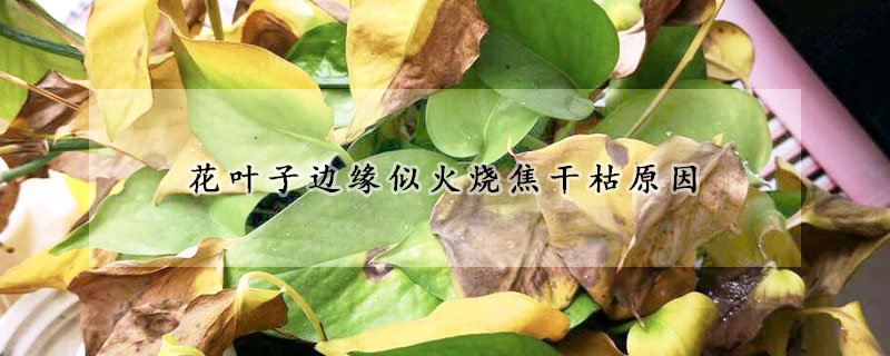 花叶子边缘似火烧焦干枯原因