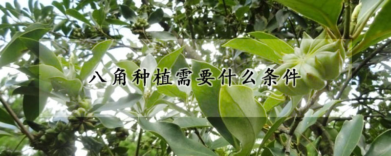 八角种植需要什么条件