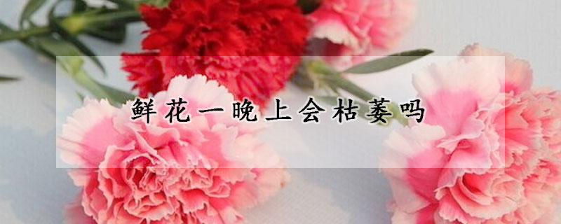 鲜花一晚上会枯萎吗