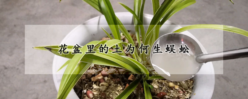 花盆里的土为何生蜈蚣