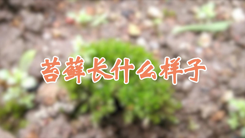 苔藓长什么样子