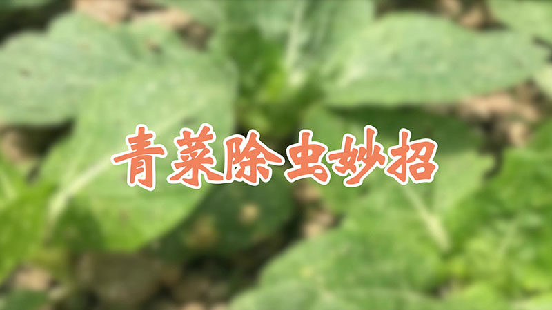 青菜除虫妙招