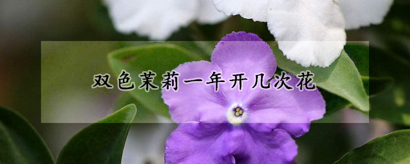 双色茉莉一年开几次花