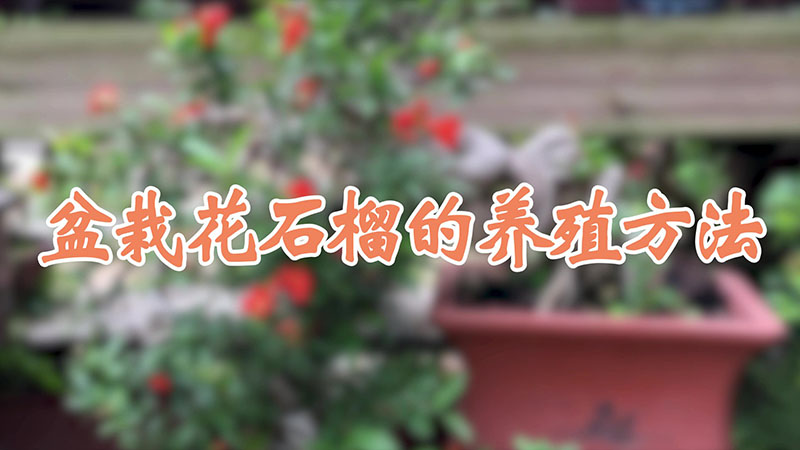 盆栽花石榴的养殖方法