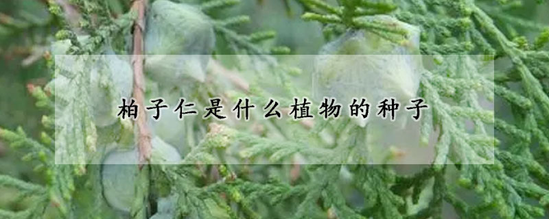 柏子仁是什么植物的种子