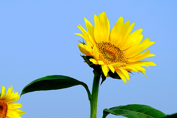 教师节送花送什么花