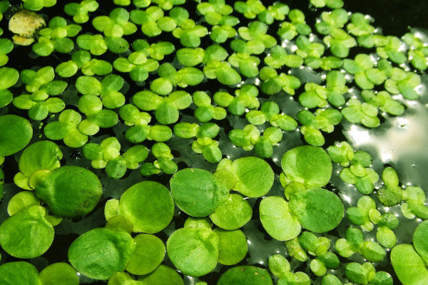 植物分为六大类 植物分为几种