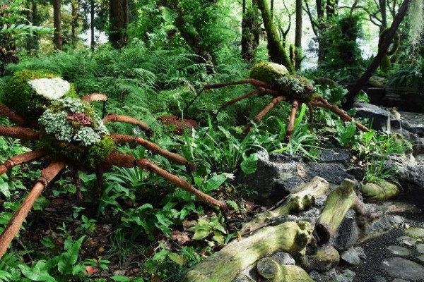 植物分为六大类 植物分为几种