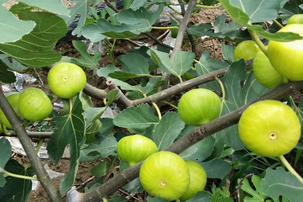 无花果风水 无花果风水寓意