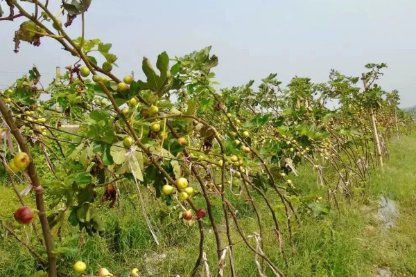 无花果风水 无花果风水寓意