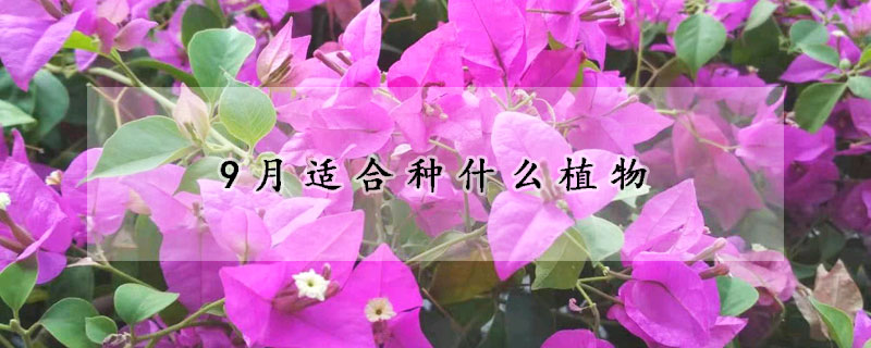 9月适合种什么植物