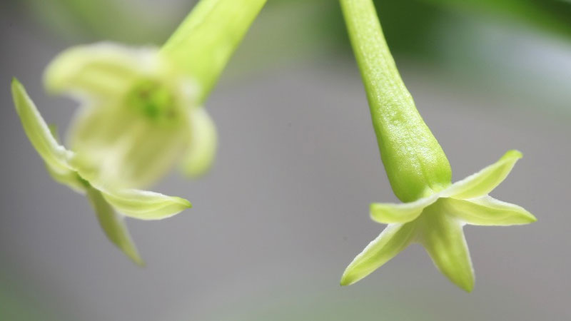 夜来香什么季节开花