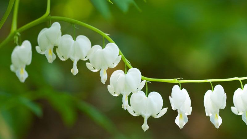 铃兰的花语和寓意,象征了什么