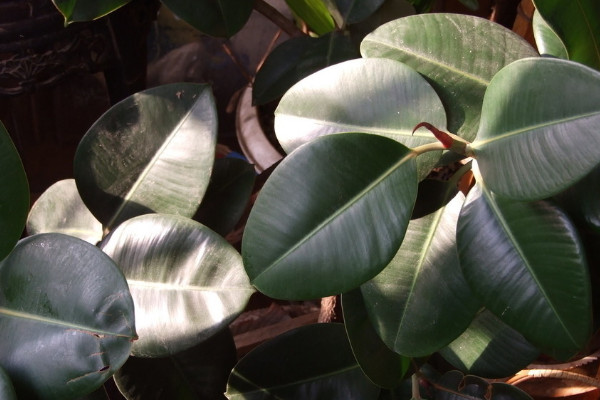 室内最好养的植物盆栽 室内最好养的盆栽排名