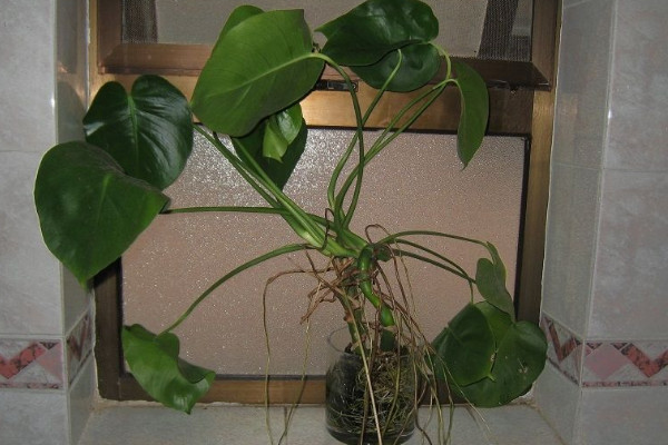 室内最好养的植物盆栽 室内最好养的盆栽排名