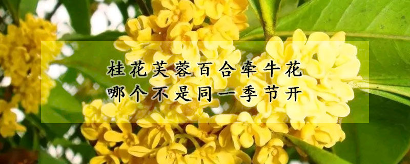 桂花芙蓉百合牵牛花哪个不是同一季节开