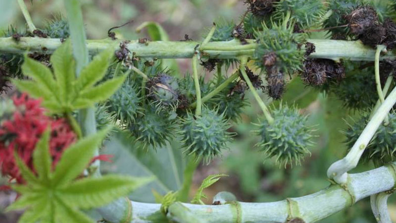 植物的茎具有什么作用