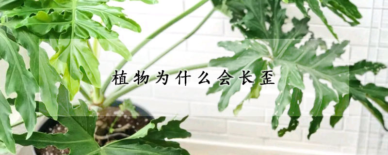 植物为什么会长歪